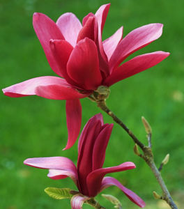 Obraz Magnolia